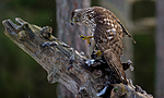 BB 15 0024 / Accipiter gentilis / Hønsehauk